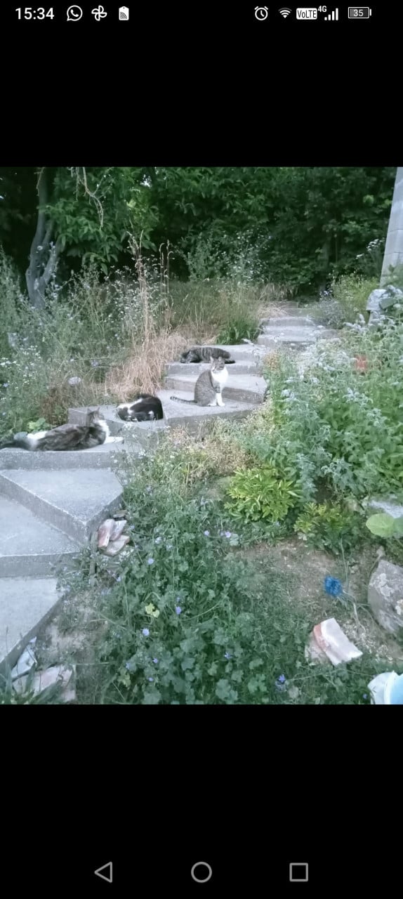 Herplaatsing (oudere) katten