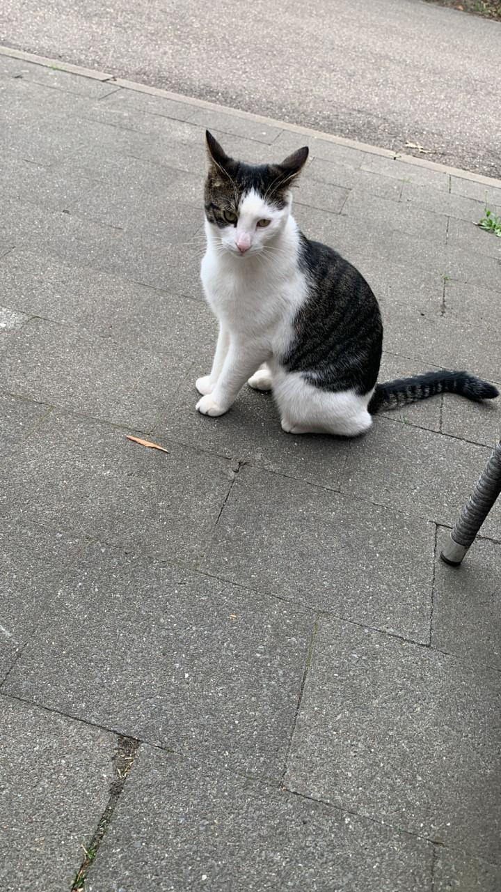 Vermist Mickey onze kater  wie heeft hem gezien .?