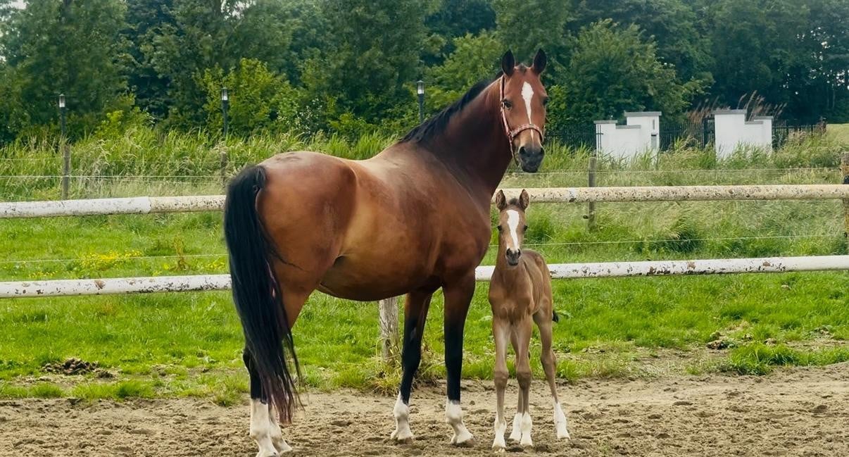 Knappe en lieve welshmerrie
