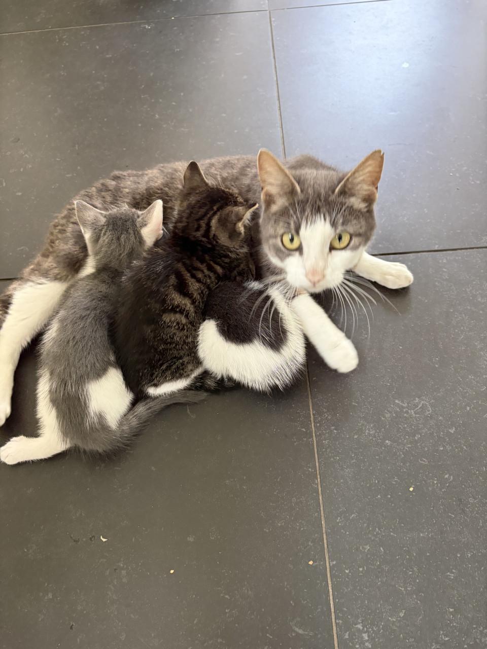 Kittens