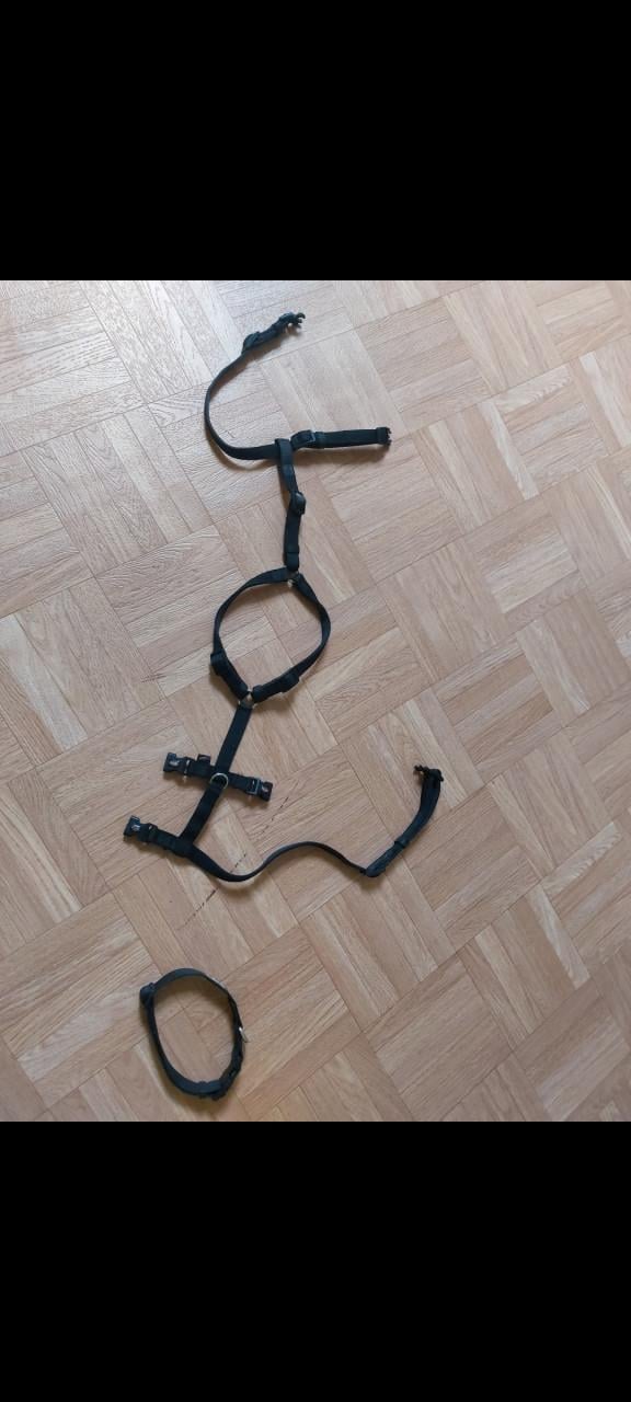 Veiligheidstuigje hond