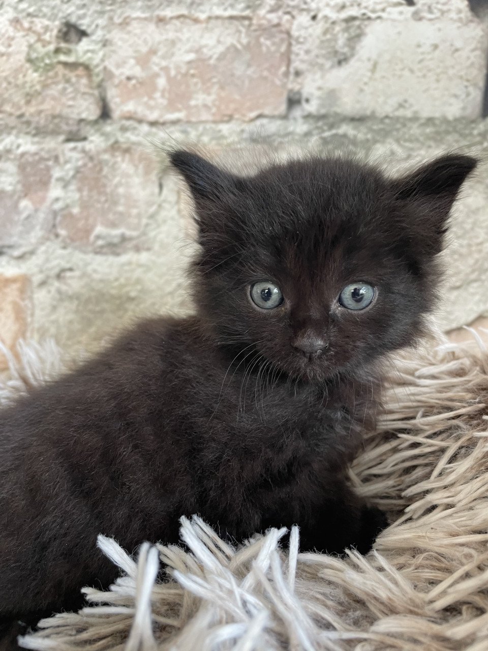 Kittens