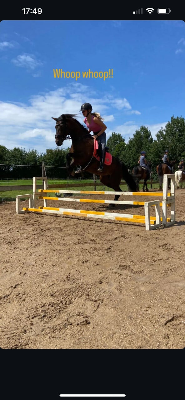 Wels cob C pony