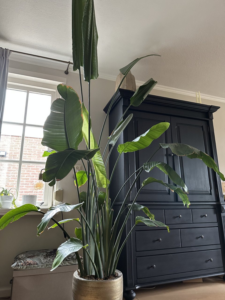 Grote plant (Strelitzia Nicolai)