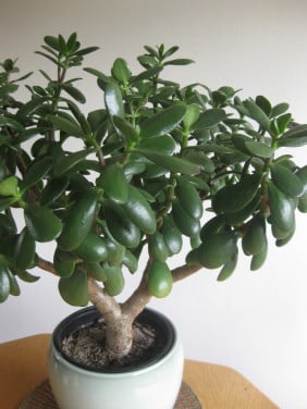 Grote Groenvetplant