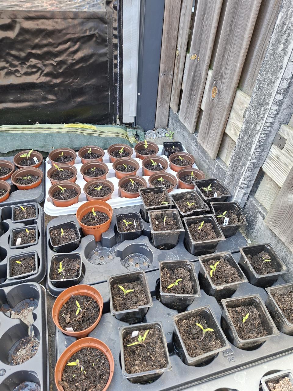 Tomaten stekjes 0,50 cent per stuk