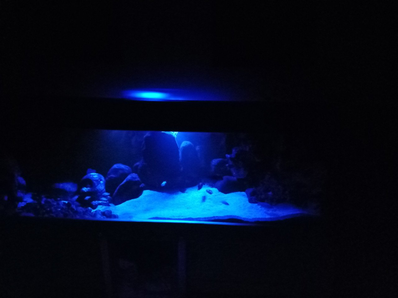 GROOT aquarium