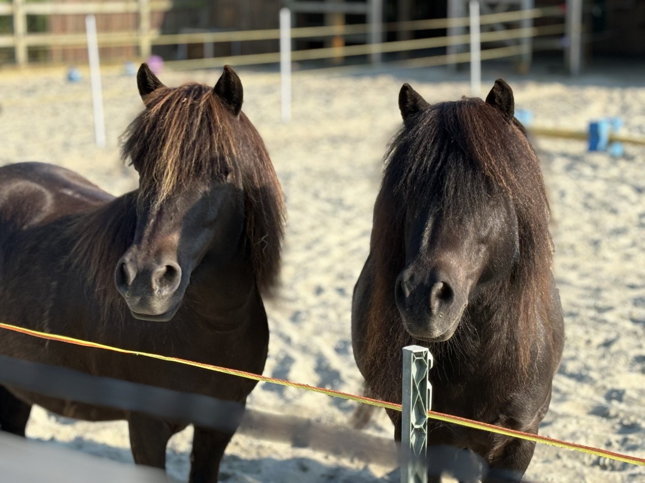 Zeer goed huisje gezocht voor twee shetlanders