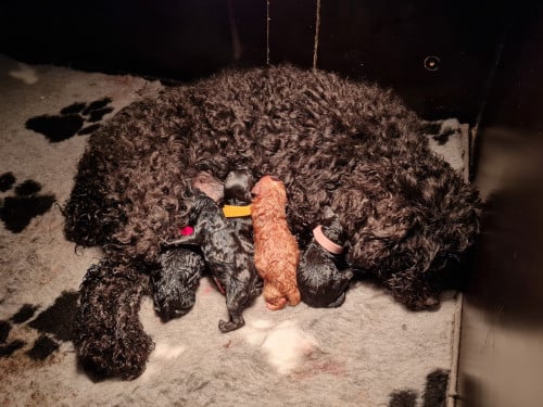 Toypoedel pups