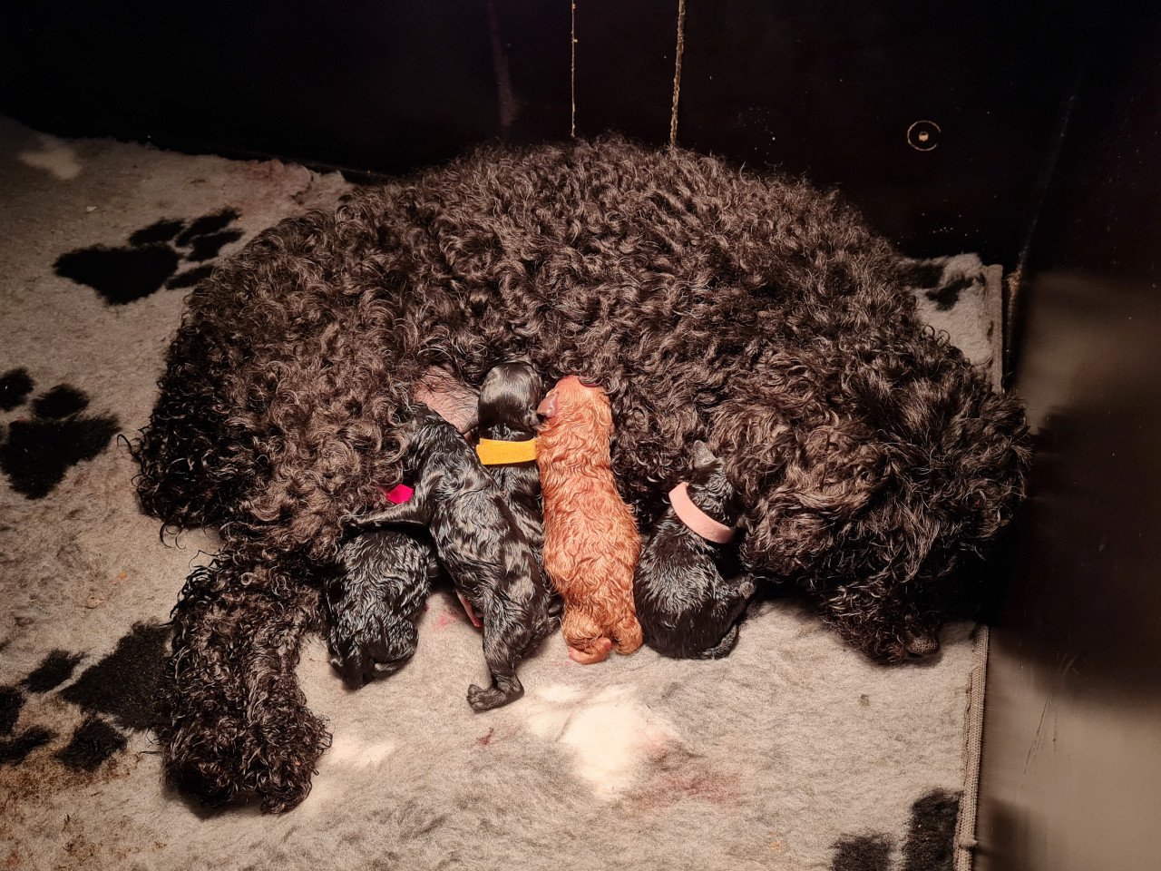 Toypoedel pups