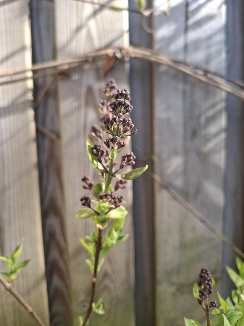 Flinke stek paarse sering