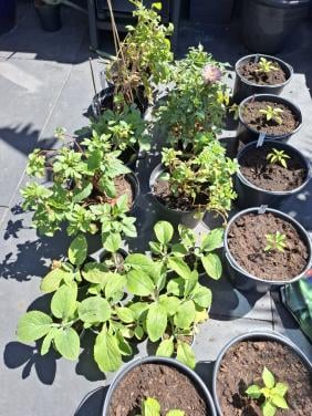 Dahlias en vingerhoeds kruid, peppers