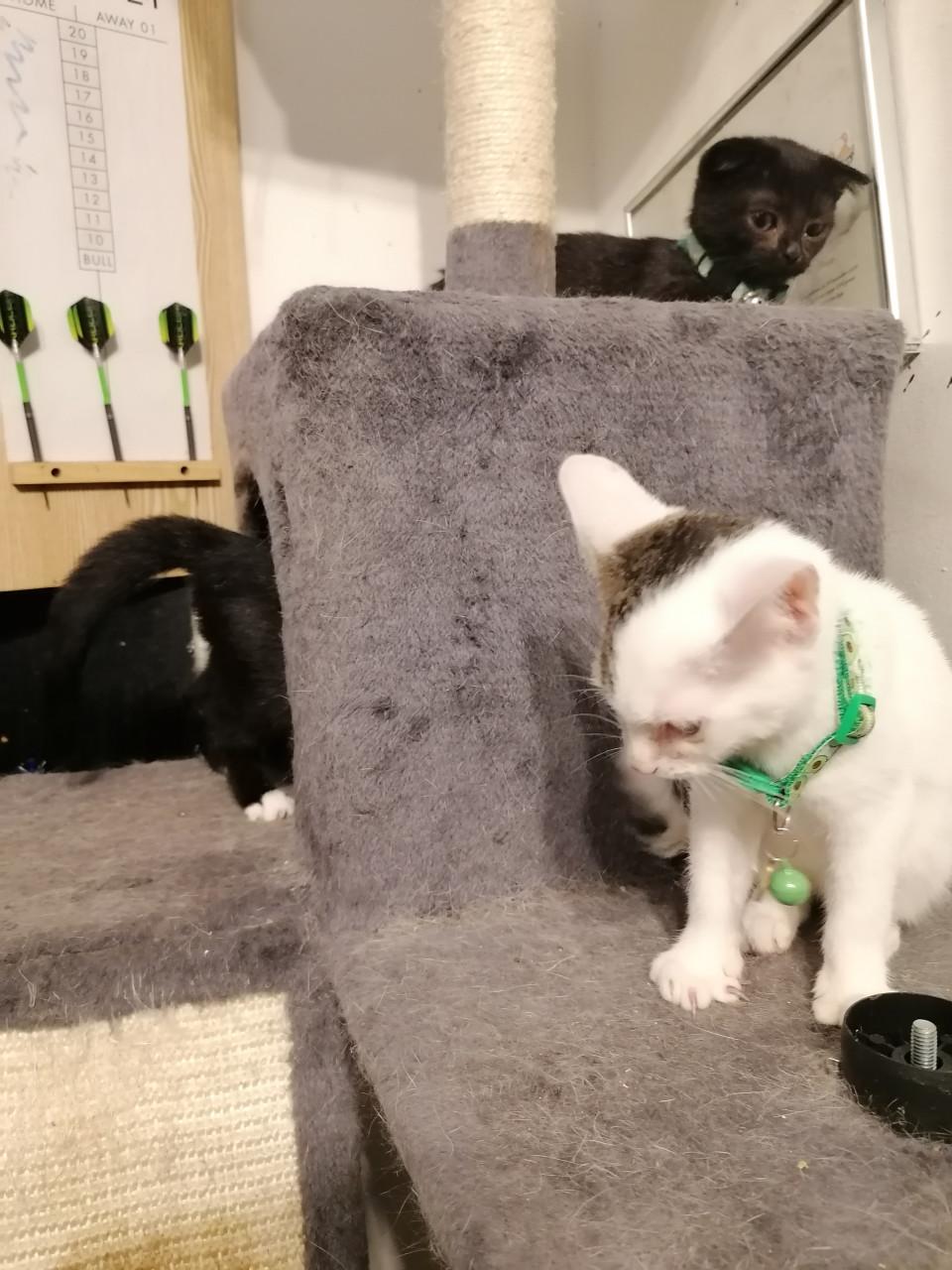 Kittens 12wkn oud