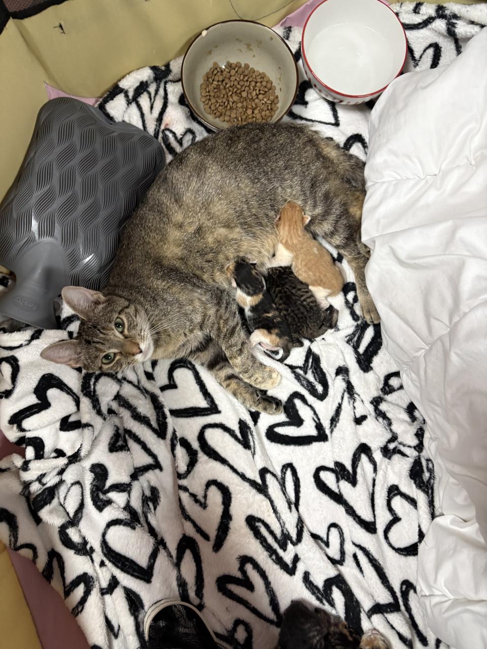 Kittens