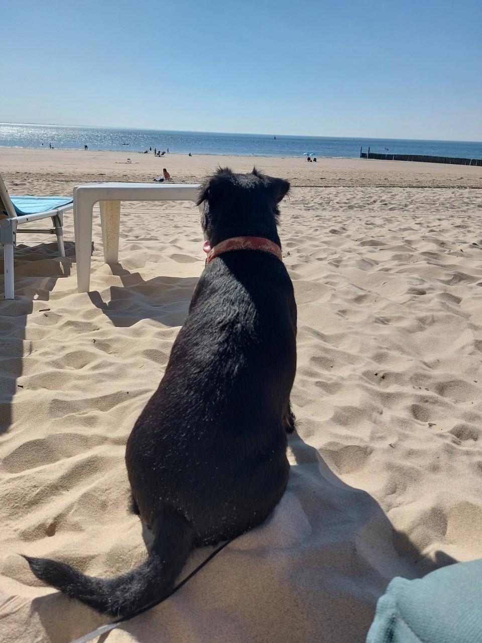 Strandhuisje dishoek te huur (14-16 sept)