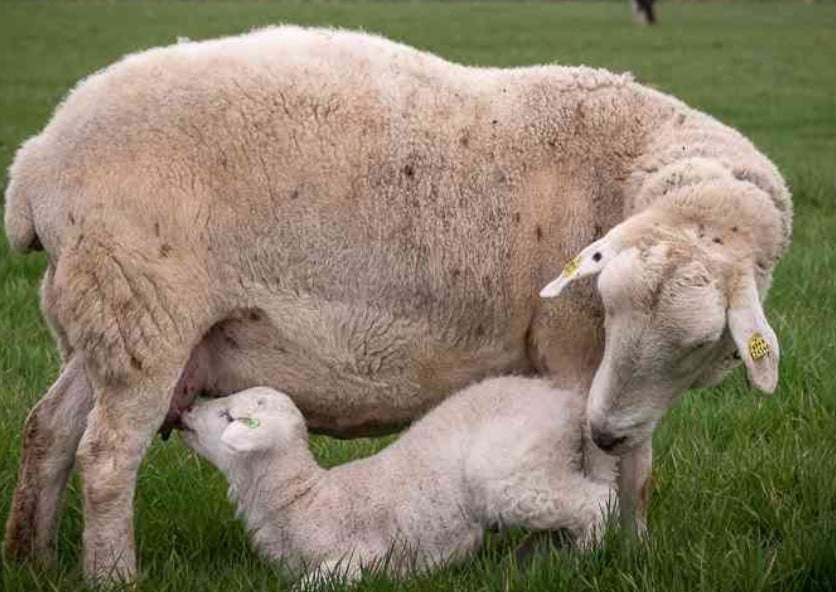 Bonte witte zwarte schapen schaap ram ooi