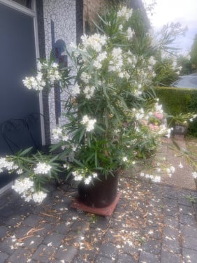 Witte orleander