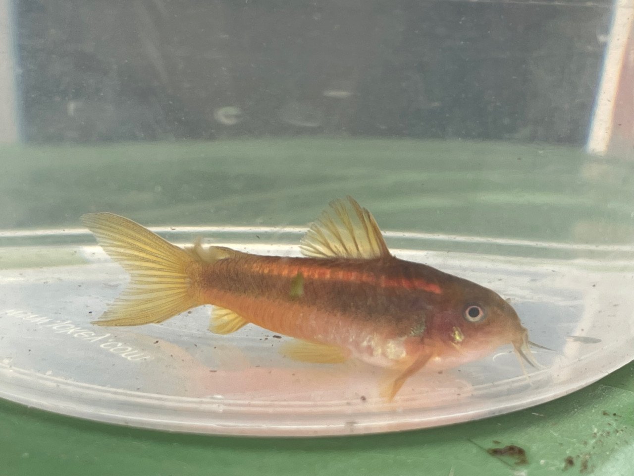 Osteogaster (Corydoras) CW010 Goldstripe.