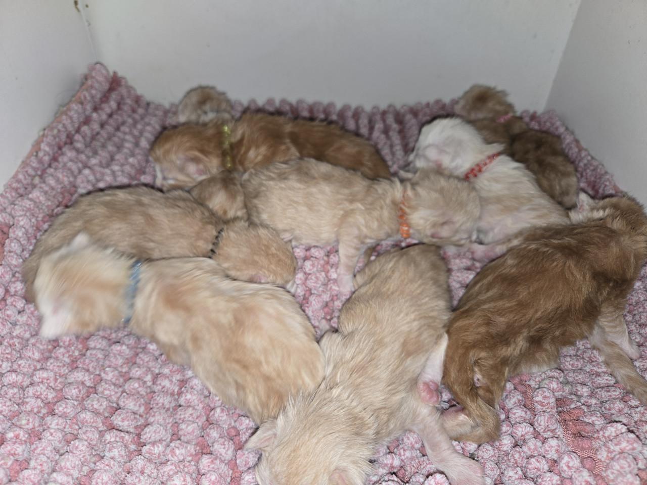 Maine coon kittens met stamboom