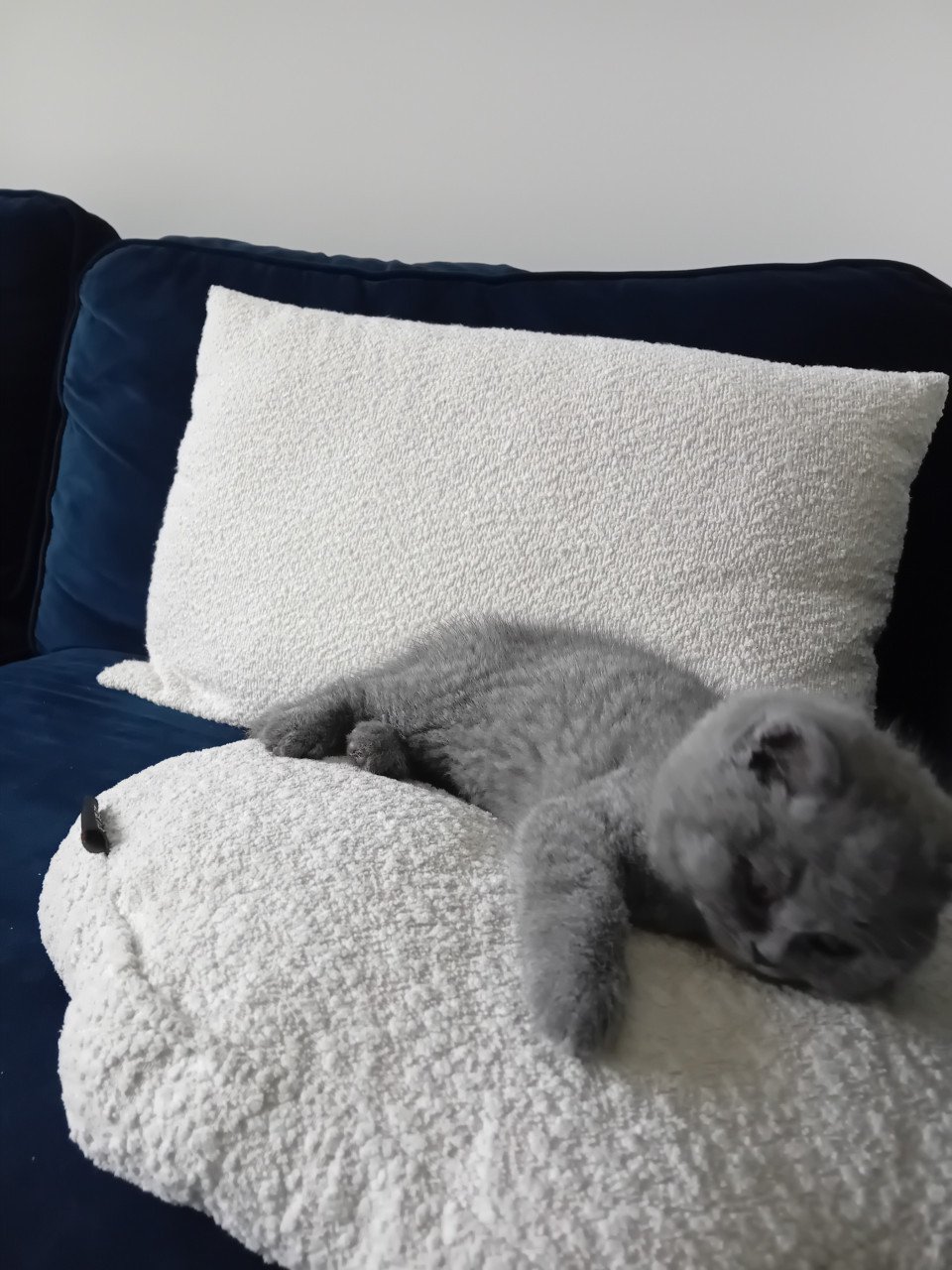Super lieve Britse korthaar kittens