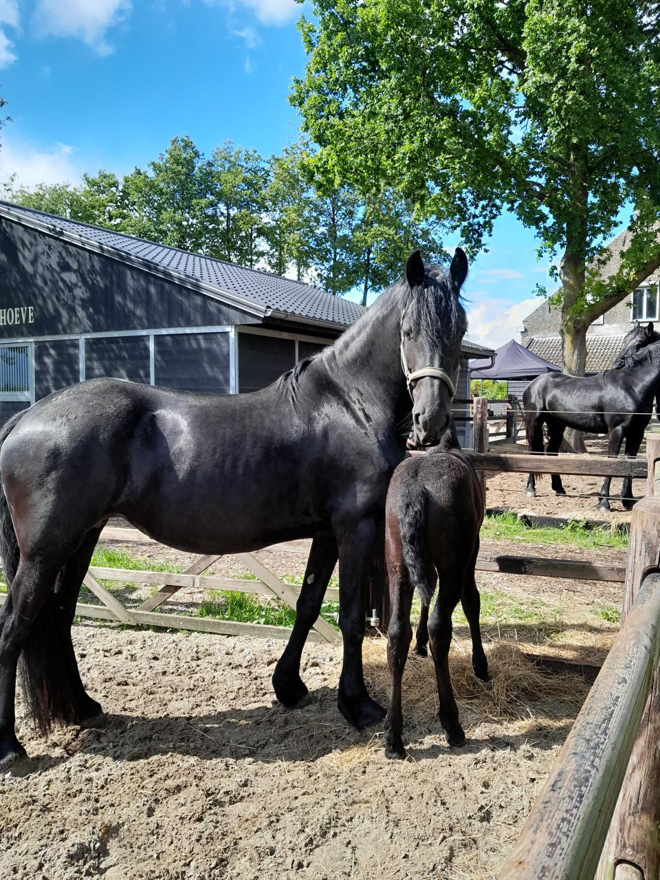 4-jarige Friese stamboekmerrie