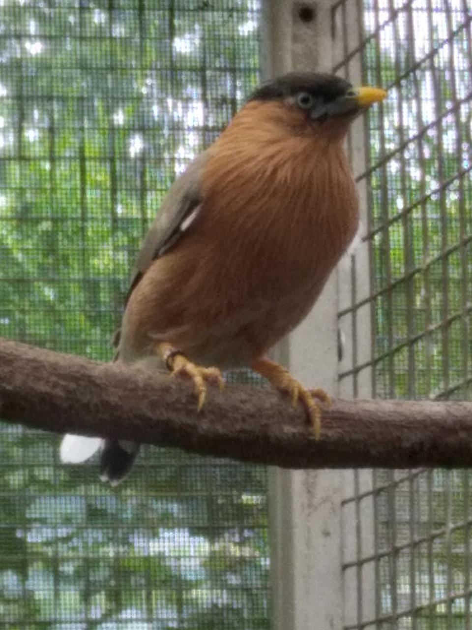 2-0 pagode spreeuw 2025