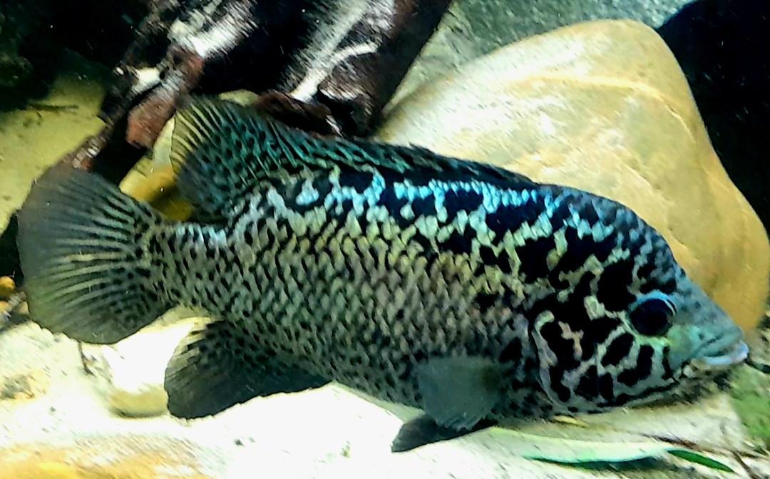 Aquariumvissen Cuba cichlide