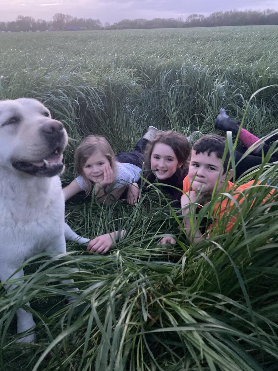 Prachtige labrador pups te koop geboren op de boerderij