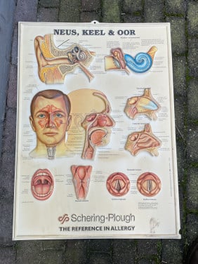 Medische wandkaart Neus Keel en Oor