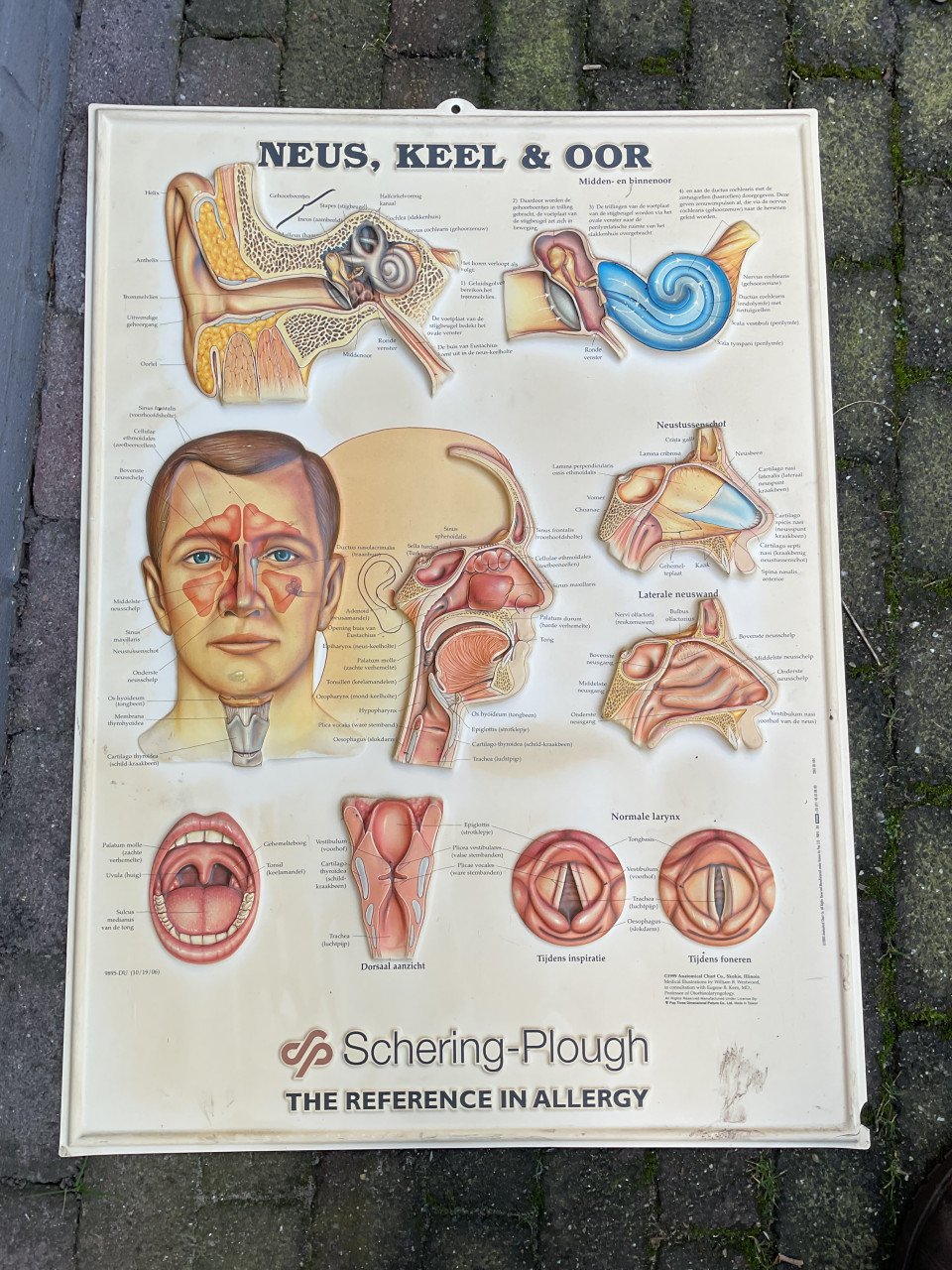 Medische wandkaart Neus Keel en Oor