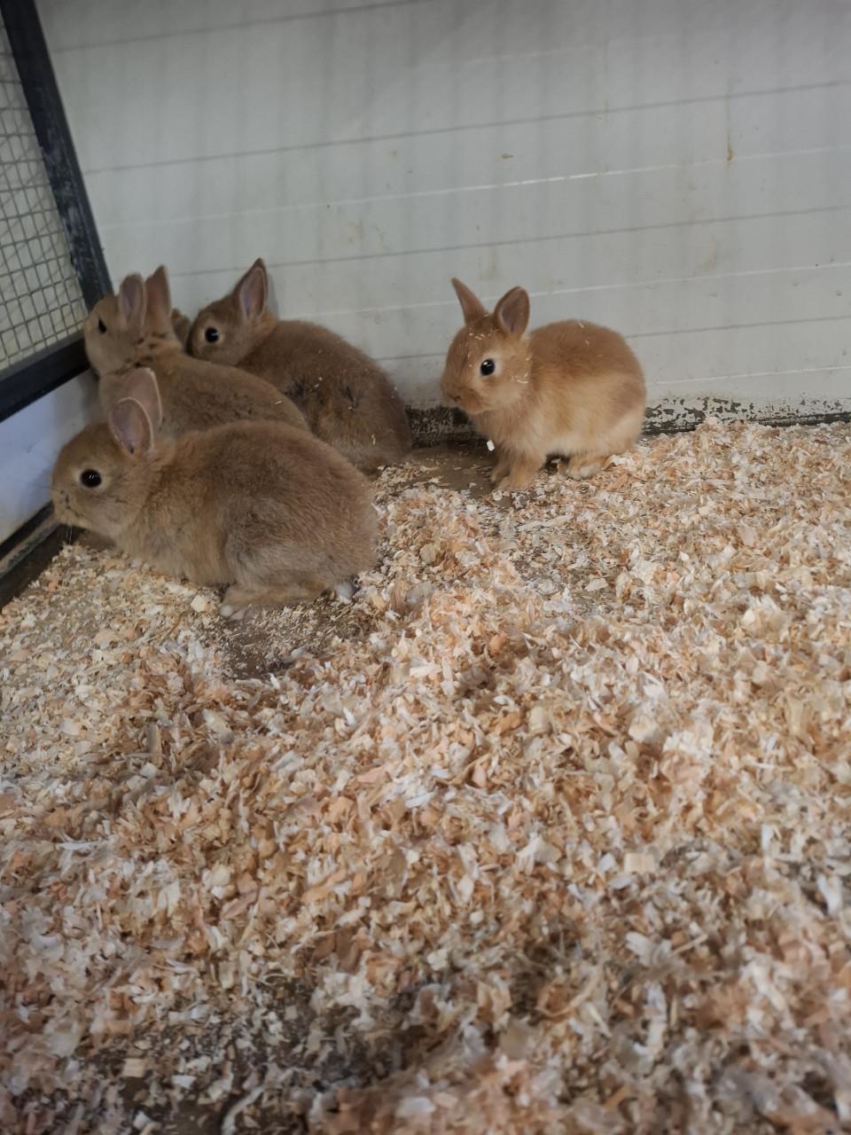 Jonge kleurdwergkonijntjes