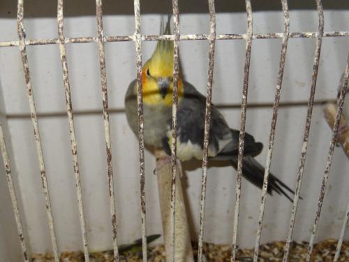 Te koop mooi koppel valkparkieten broedrijp