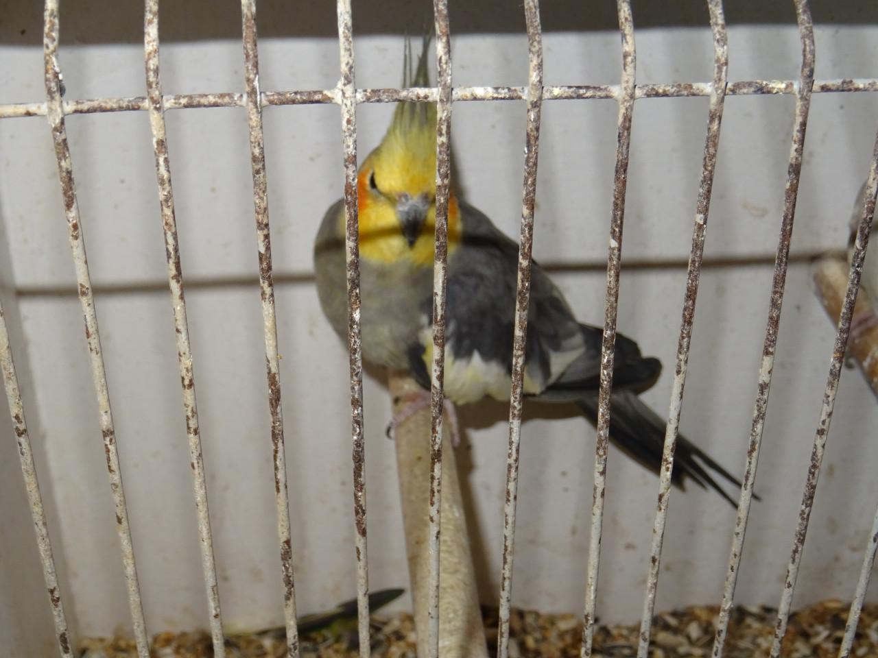 Te koop mooi koppel valkparkieten broedrijp