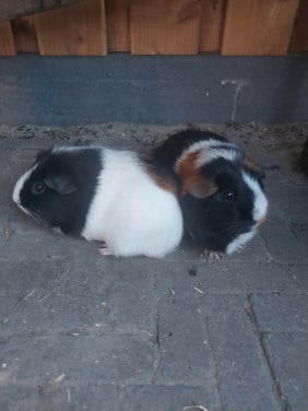 Koppeltje cavia's