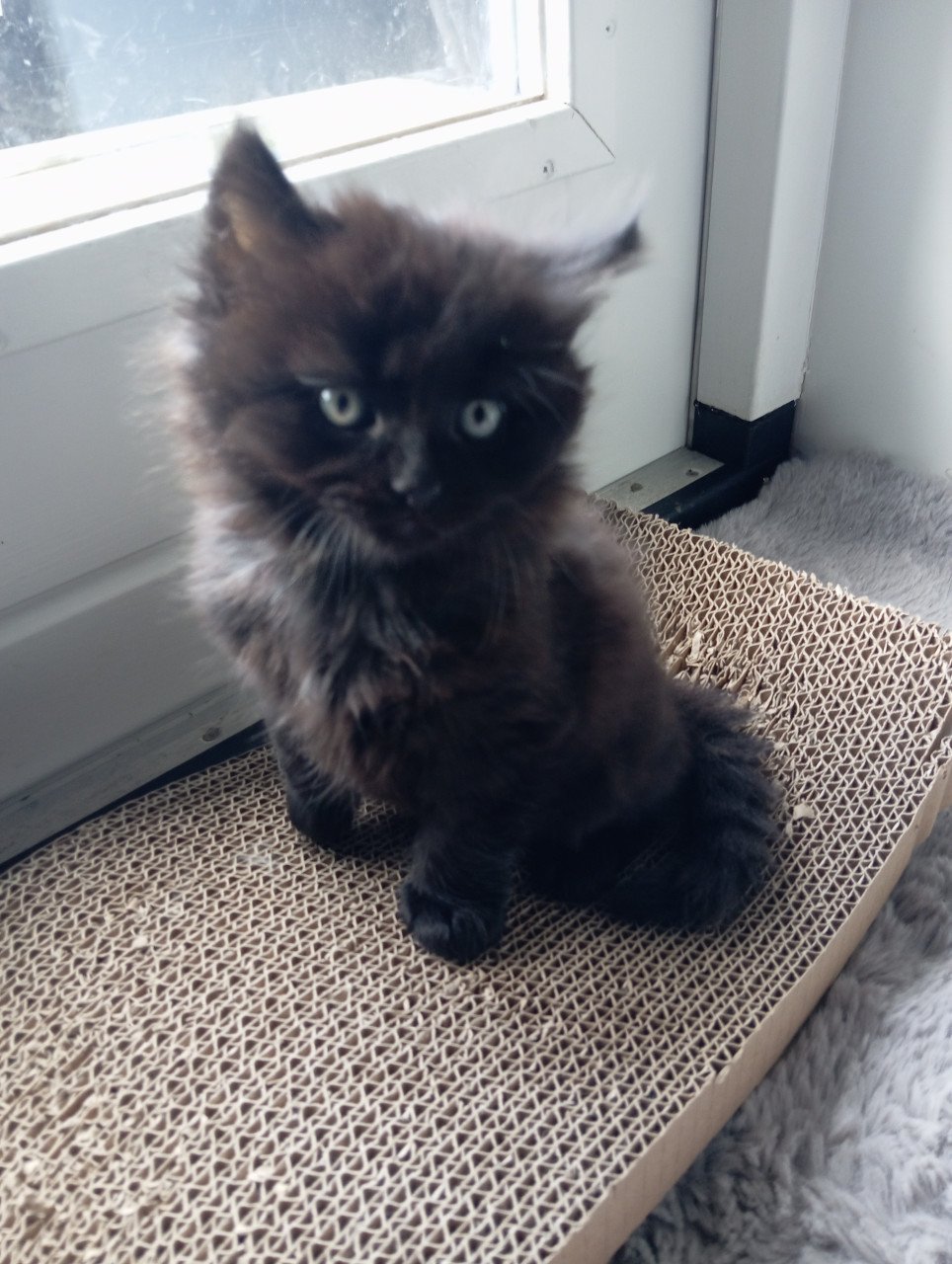 Kitten - mannetje - langharig