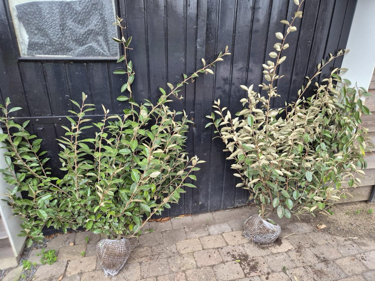 Super bossige olijfwilg struiken tot 1 meter breed OP=OP