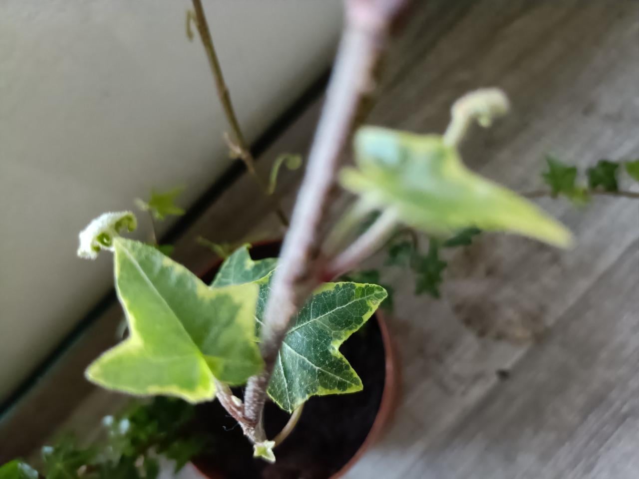 Hedra plantjes kamerplantjes