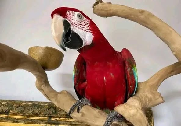 Very Active Green-winged Macaw parrot available