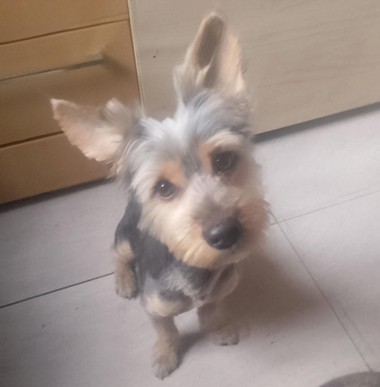 Alora Dog Rescue: Donny, deze lieverd zoekt een baasje