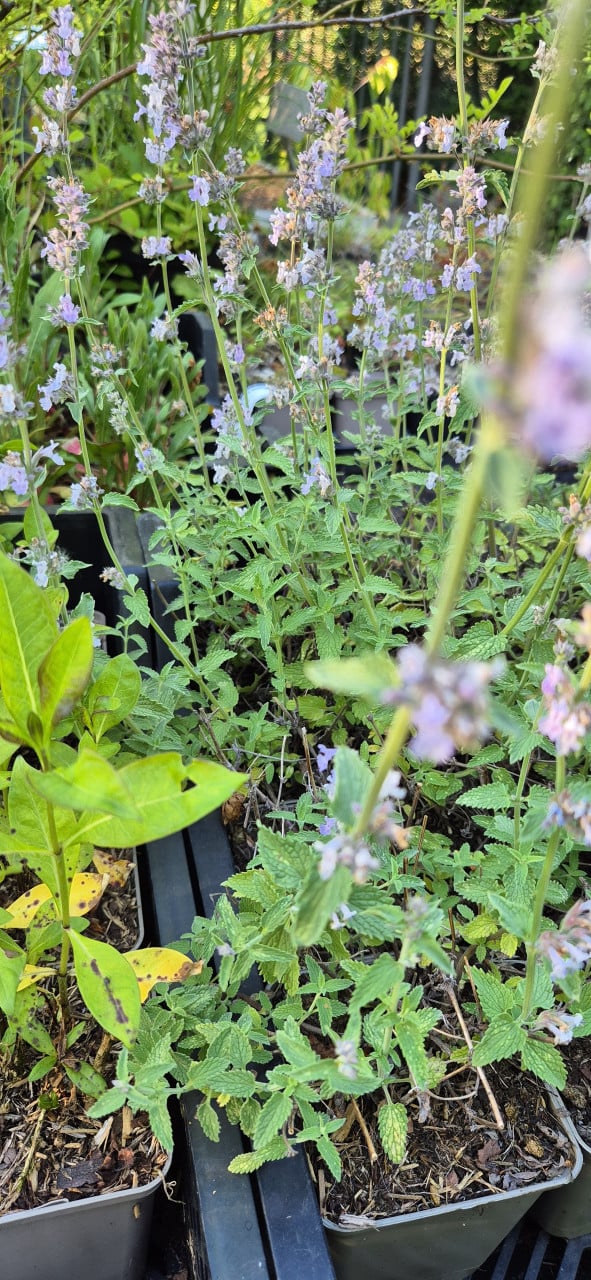 Vaste planten biologisch opgekweekt