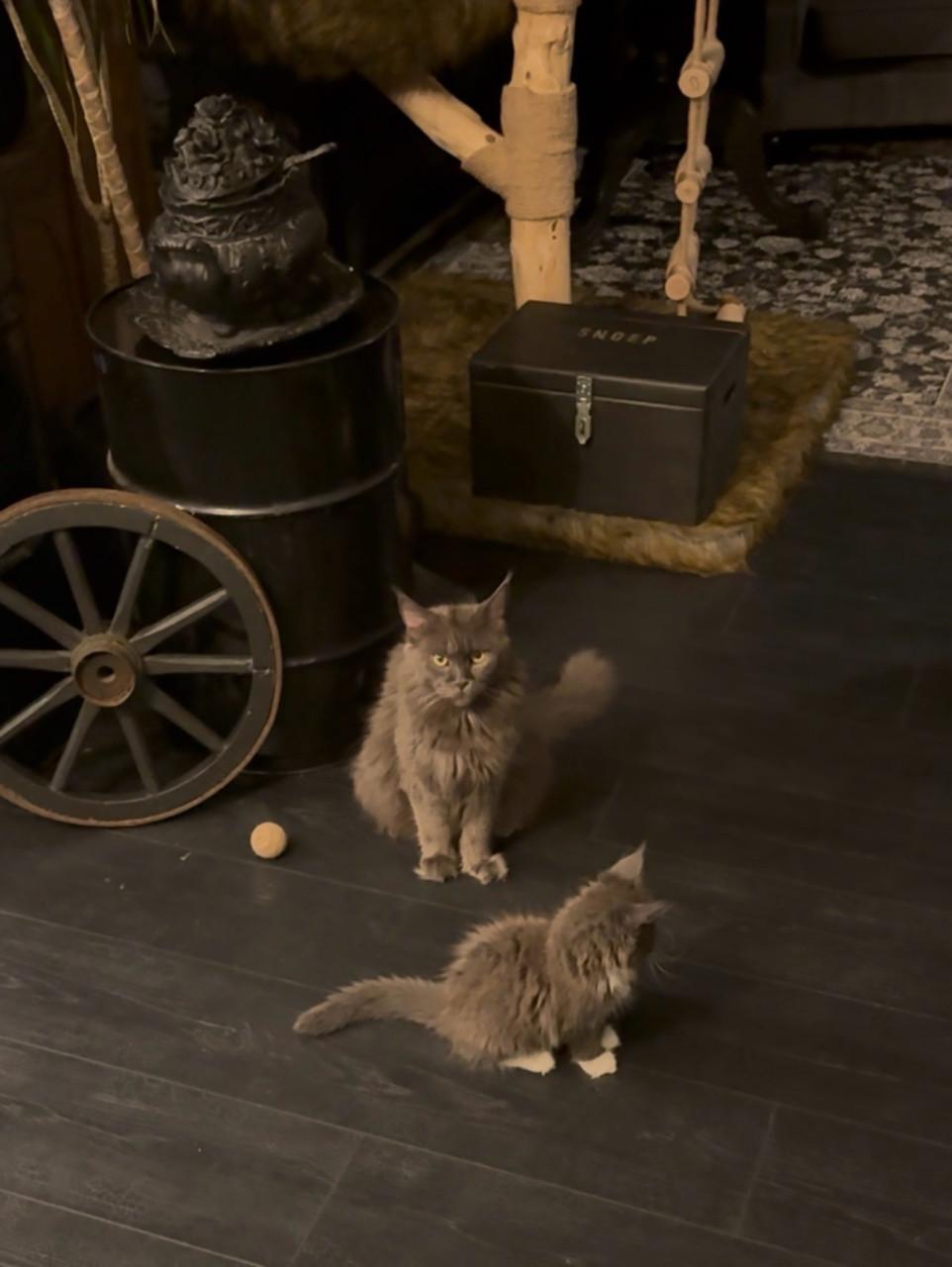Maine coon kittens blue