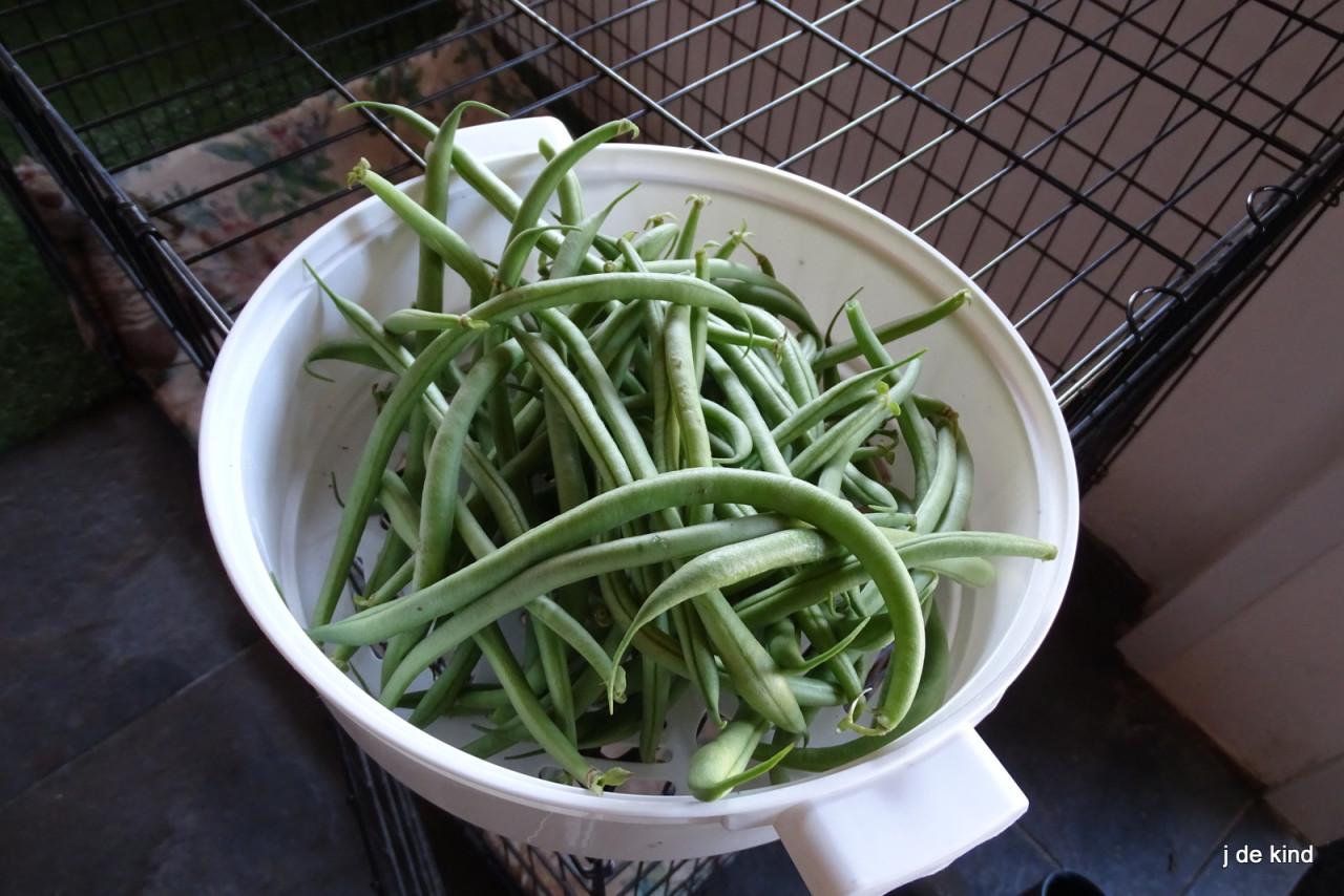 Boontjes