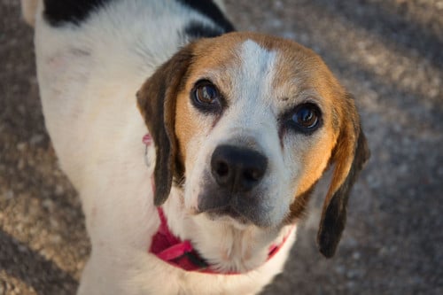 Deze hele lieve Beagle zoekt een heel lief baasje!