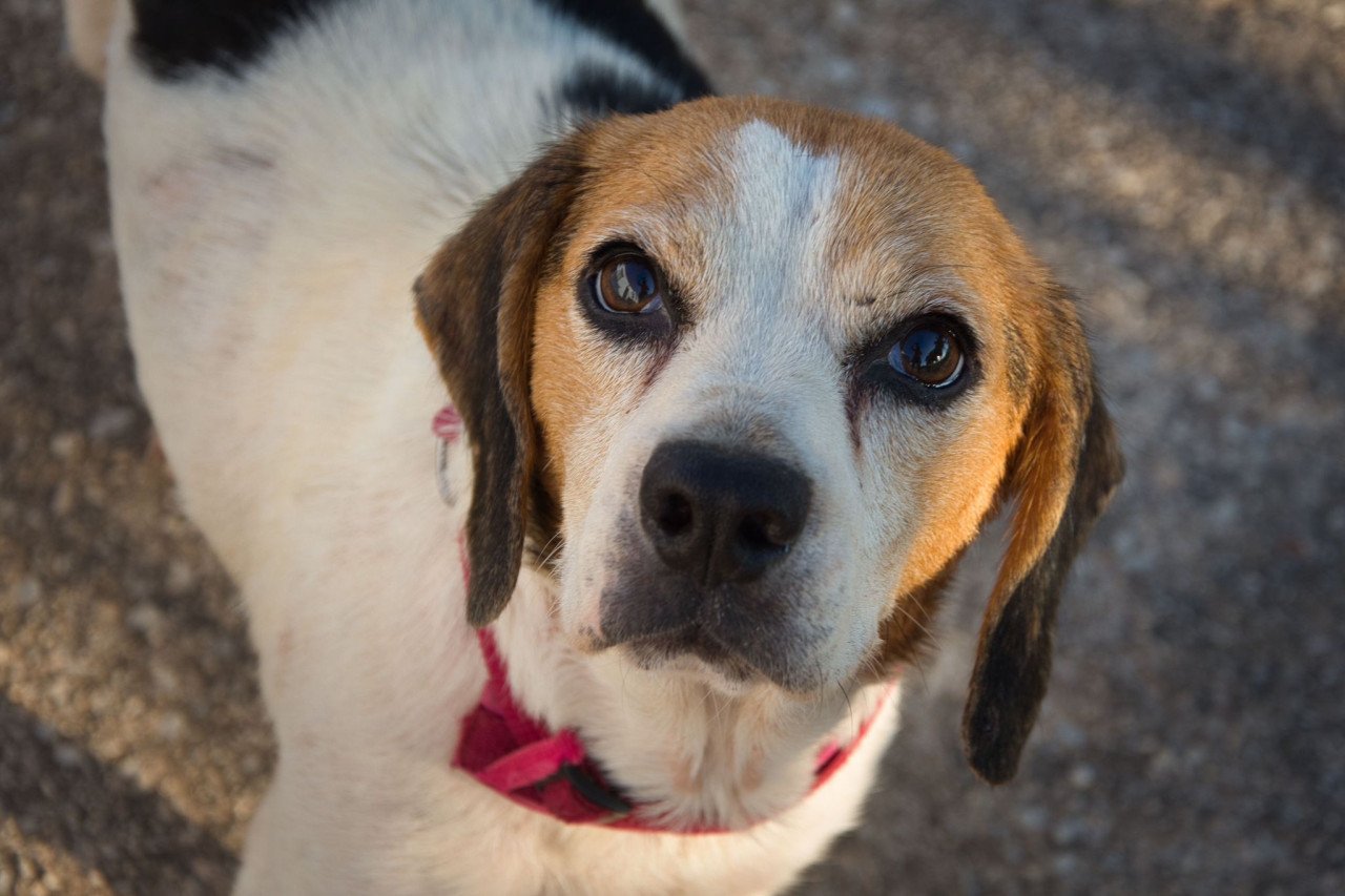 Deze hele lieve Beagle zoekt een heel lief baasje!