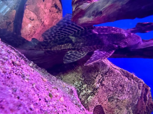 2 pleco’s