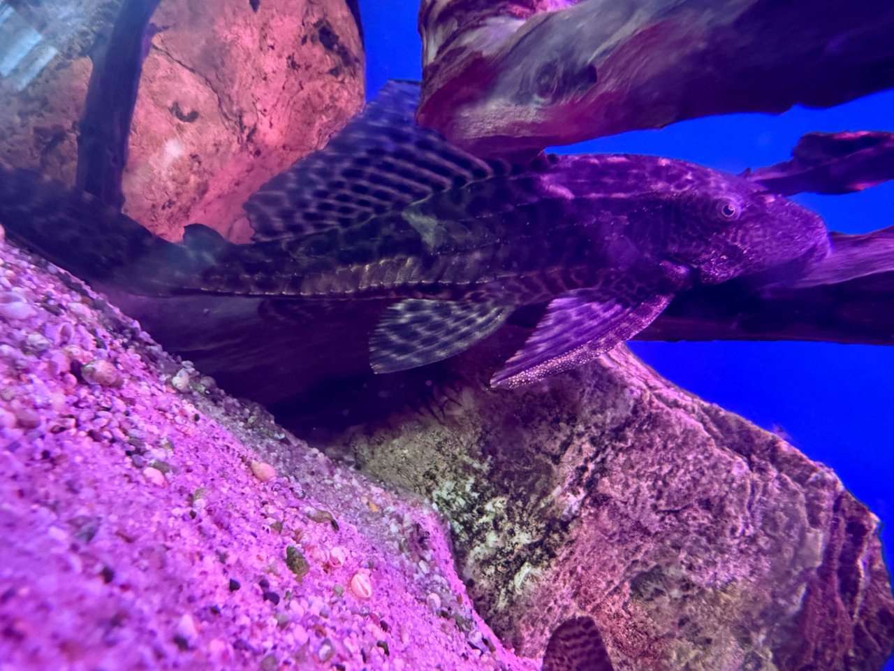 2 pleco’s