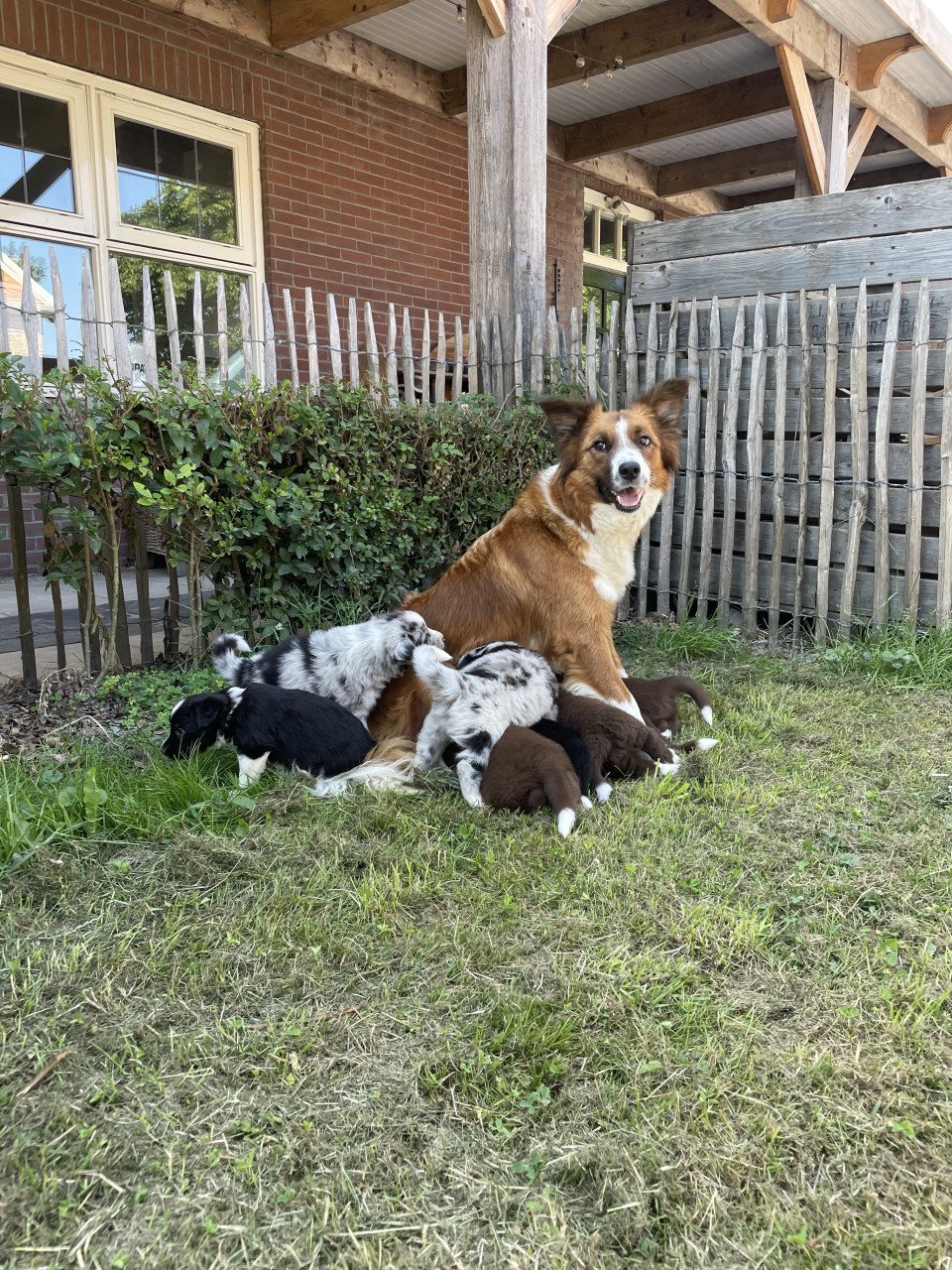Prachtige pups te koop