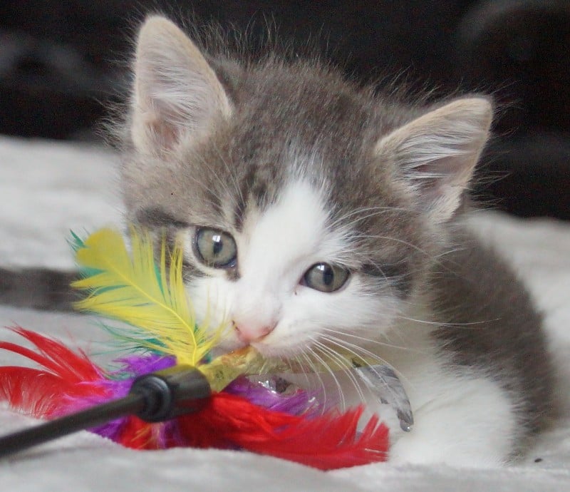 2 ondeugende kittens zoeken nieuw baasje