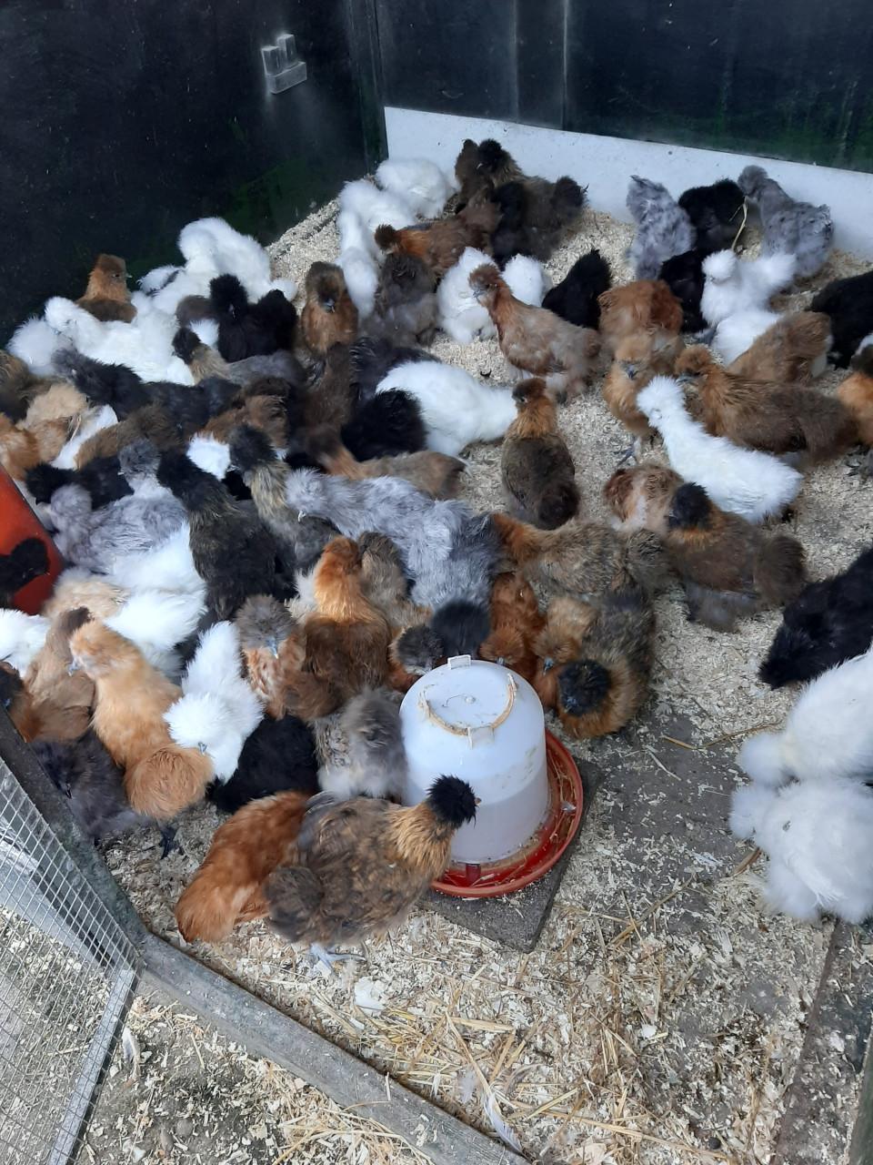 Er zijn weer volop nieuwe jonge leghennen