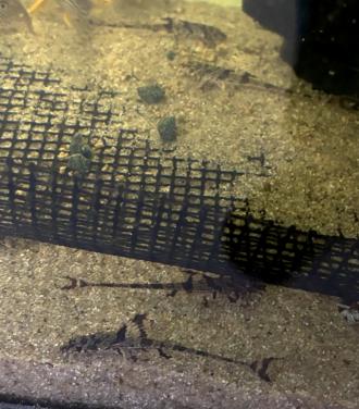 Zweepstaartmeerval rineloricaria parva eigen kweek